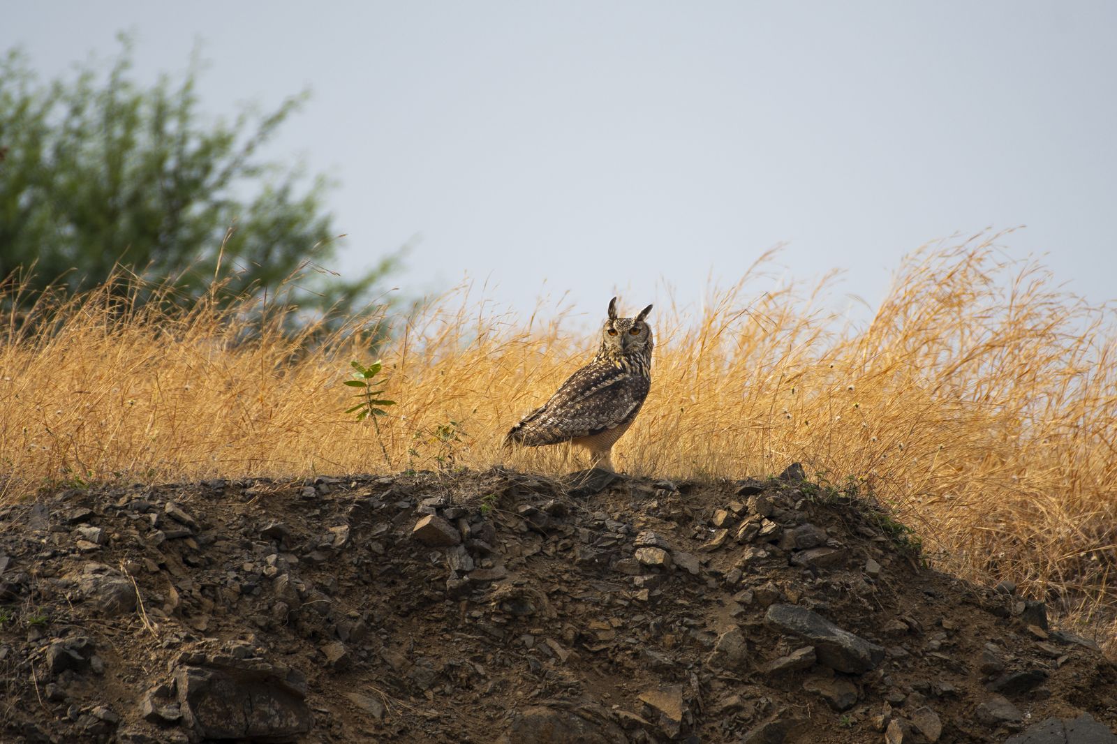 Indian eagle owl (2)